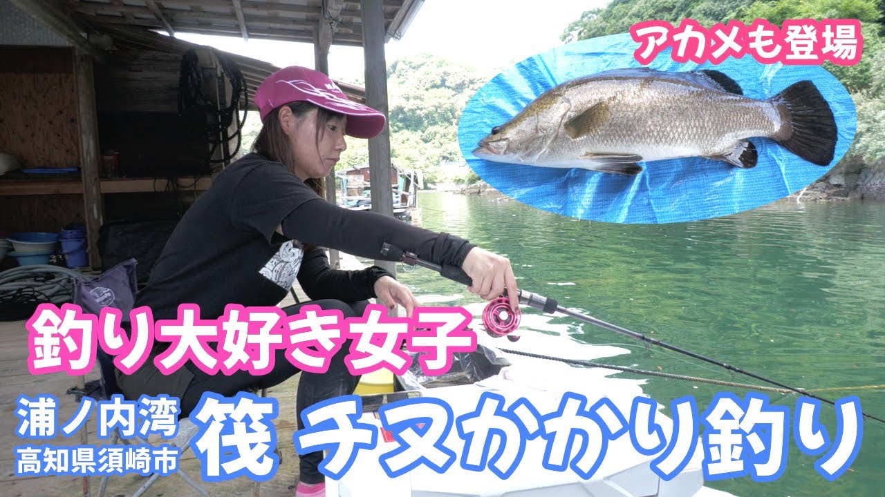 【釣り大好き女子】 チヌのダンゴ釣りに挑戦 高知県 浦ノ内湾のイカダで幻の魚アカメもヒット!?  屋根・トイレ付きの筏でチヌやマダイ、怪魚釣りに挑戦 ◇利用筏／洋仁丸（高知県須崎市）